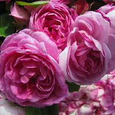 Scent Journey - Parfum Workshop in Hamburg