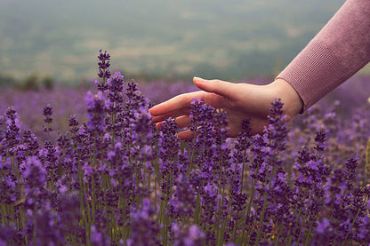 Beruhigendes Face Oil mit Amethyst, leichtes Gesichtsöl für empfindliche Haut, reduziert Spannungsgefühle und unterstützt die Regeneration, hochwertige Hautpflege von Sistas Care für ruhige und ausgeglichene Haut. Logo Sistas Care powered by Skincare Solutions